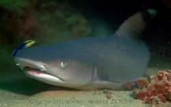 Tunnels, Kauai. Another view of the resident white tip re... by Christopher Ward 